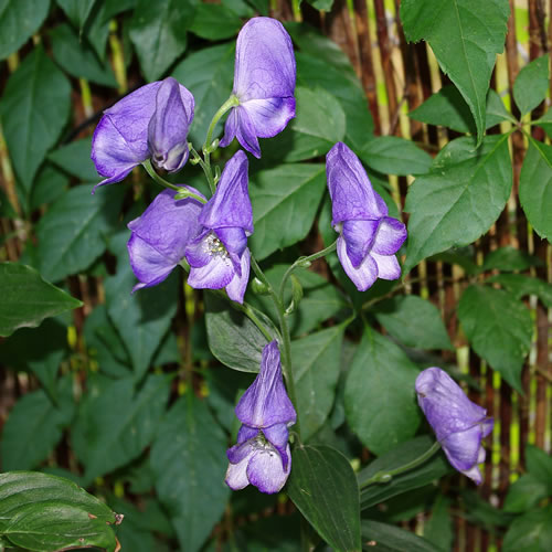 Aconitum carmichaelii 
